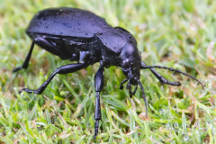 0e56be93-9368-425f-9d61-c2111b226564